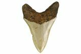 Serrated, Fossil Megalodon Tooth - North Carolina #164830-2
